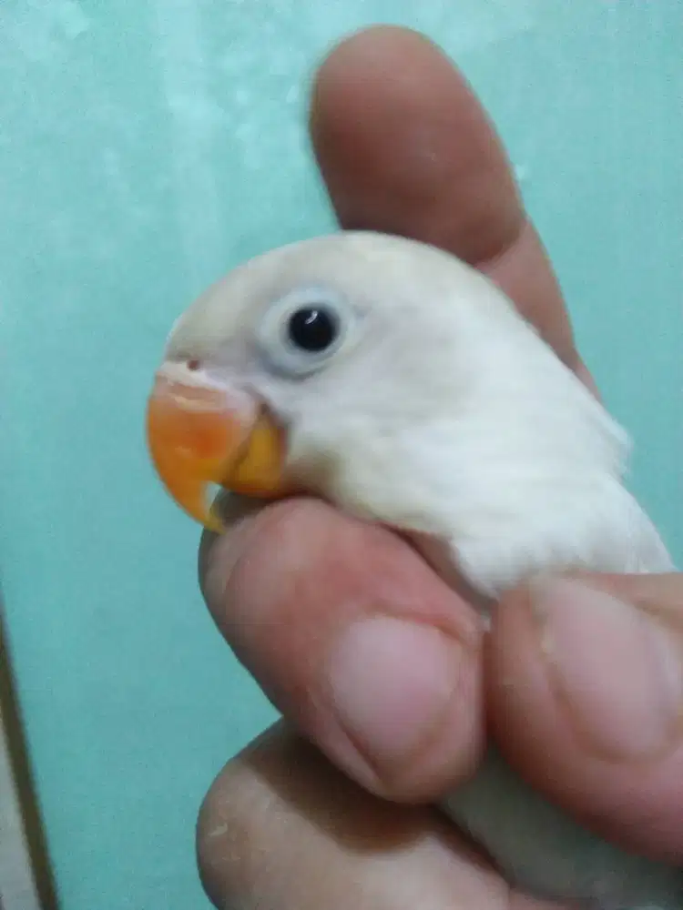 burung Lovebird paud