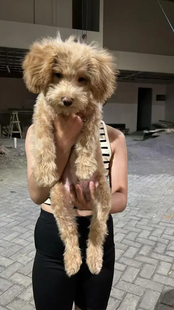 anjing poodle jantan