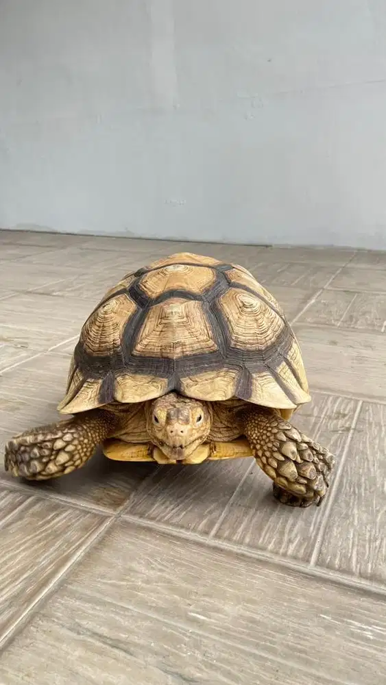 Sulcata Rawatan 2 Ekor