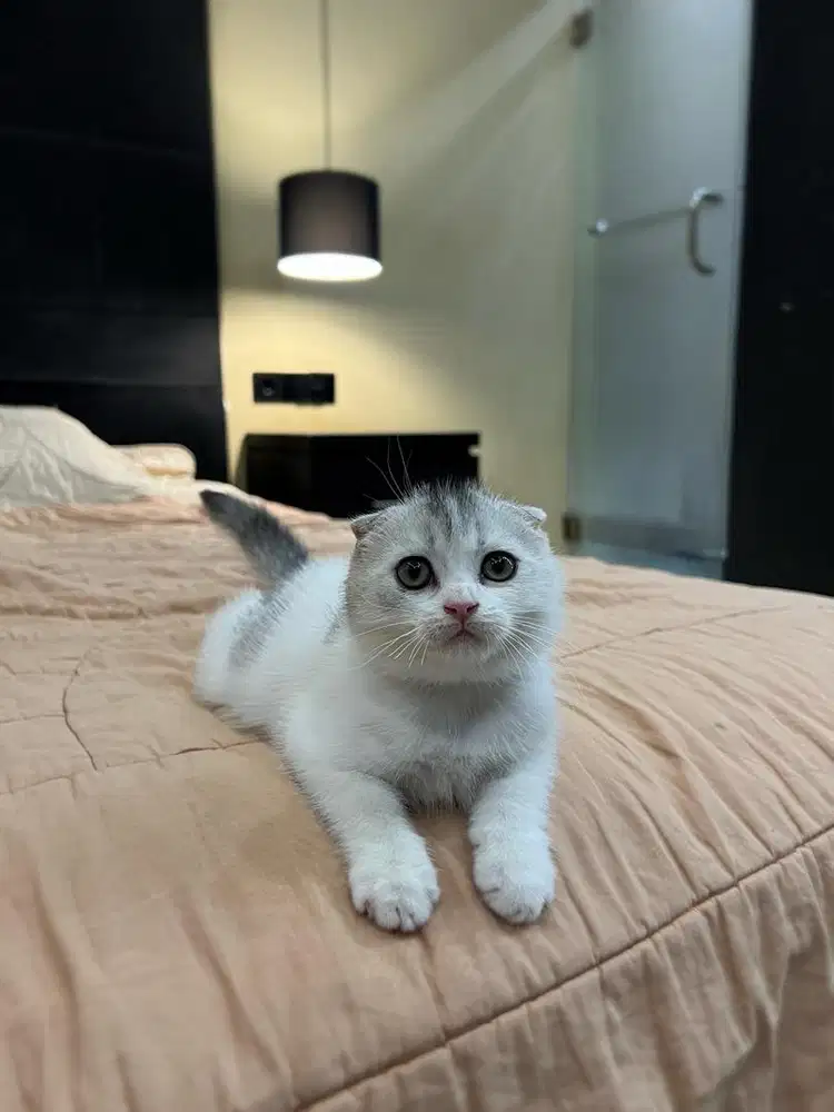 kucing scottish fold