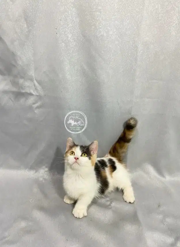 Munchkin calico