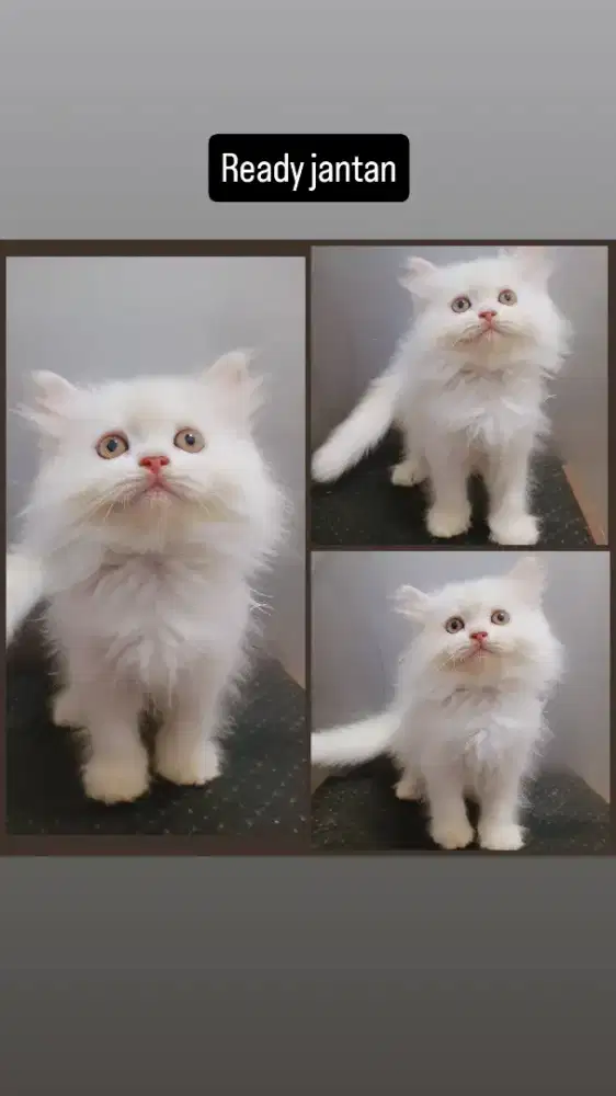 Kucing kitten persia