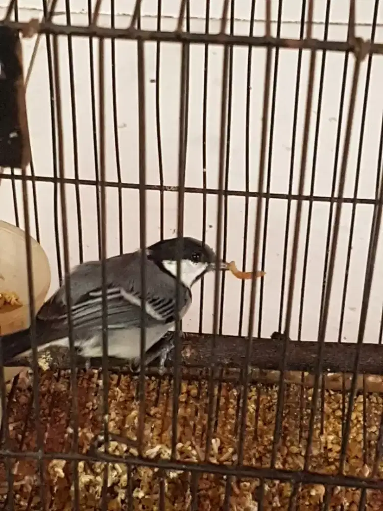 Glatik batu mulus Pur tital
