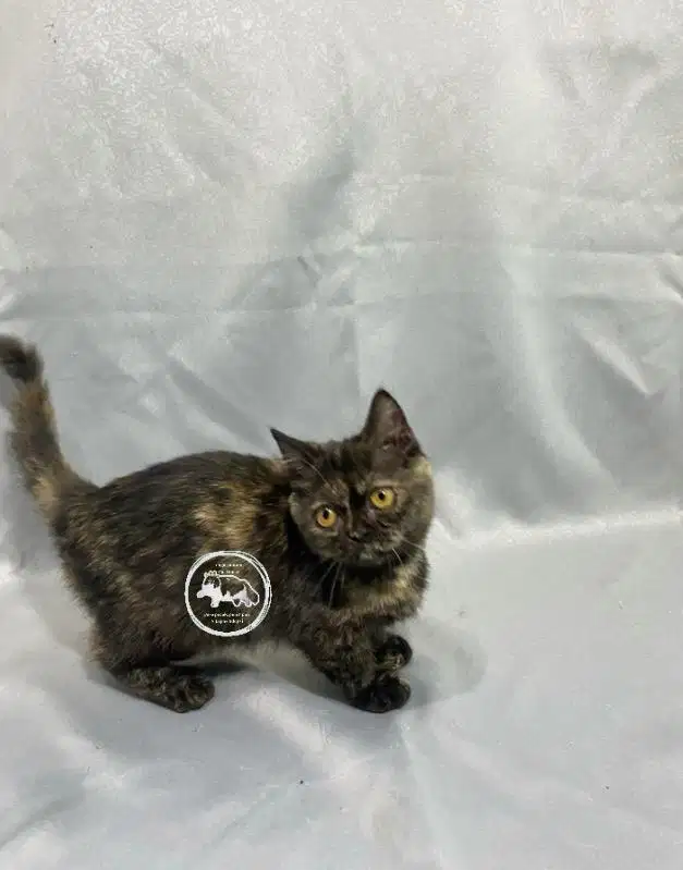Munchkin Short Hair