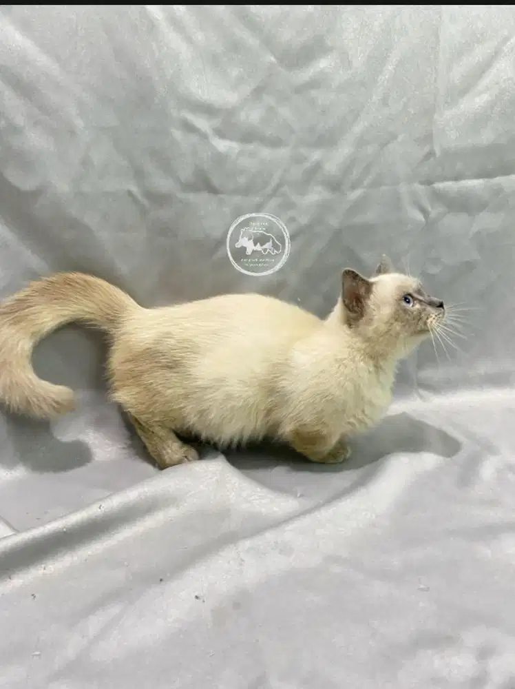 Munchkin Himalaya