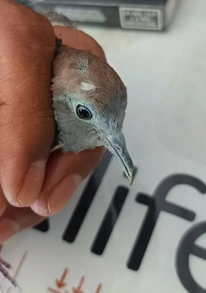 Perkutut  Satrio Pinayungan