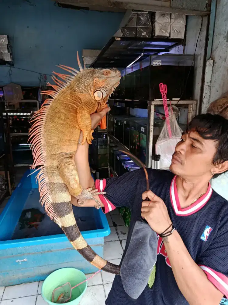 SUPER RED IGUANA JUMBO