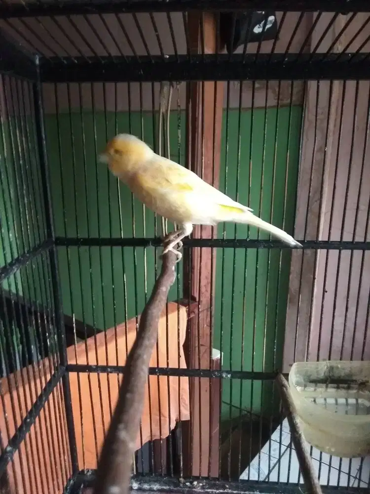Kenari betina siap ternak