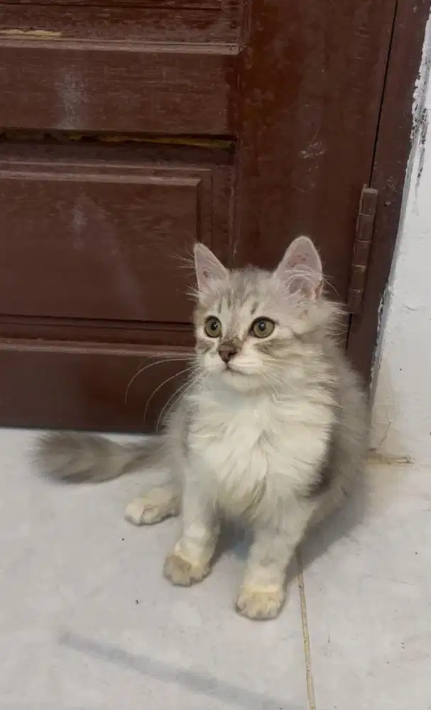 Lepas Adop Kucing Persia