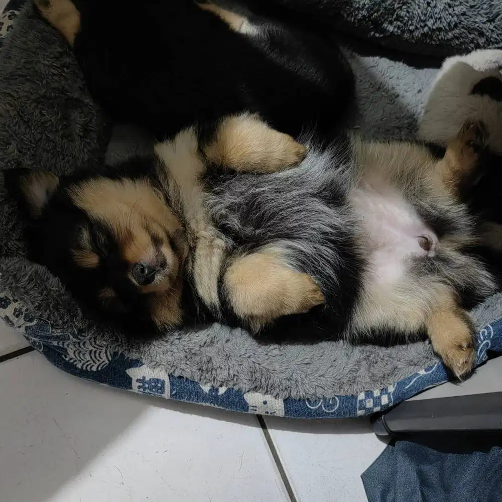 di jual anjing chihuahua mix long hair cewek 2 bulan lucu gemes banget