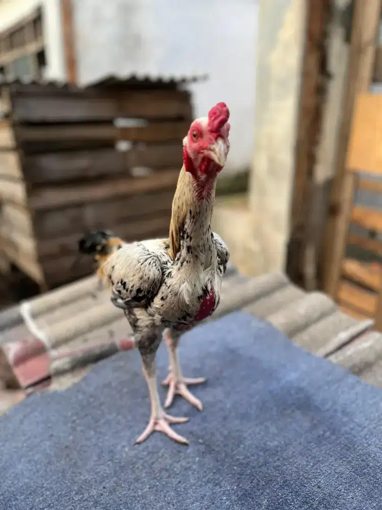 Ayam pama 6bln masih Gress blm di abar