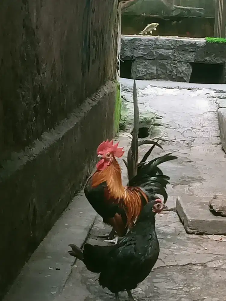Sepasang ayam Kate...sehat