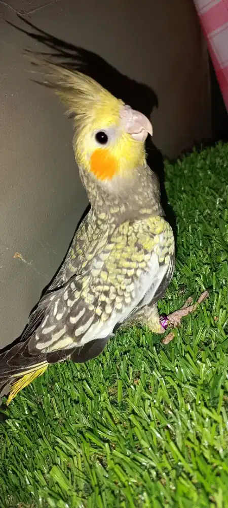 Anakan Falk tompel full pearl