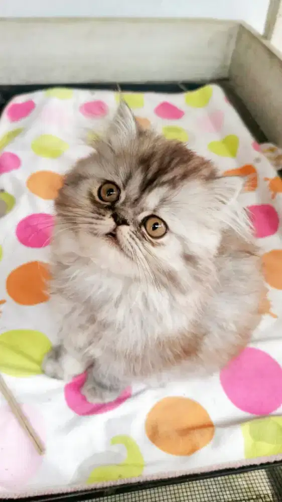 Kucing Persia flatnose