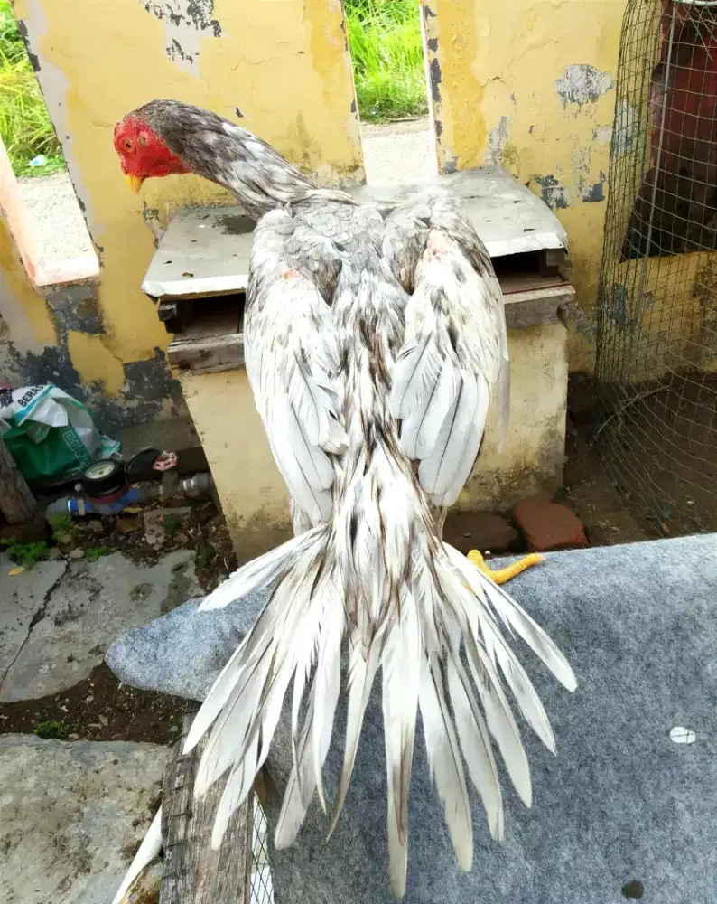 AYAM EKOR LIDI ORY, EKOR FULL MEKAR, UMUR 3 BULAN DAN SANGAT MEWAH
