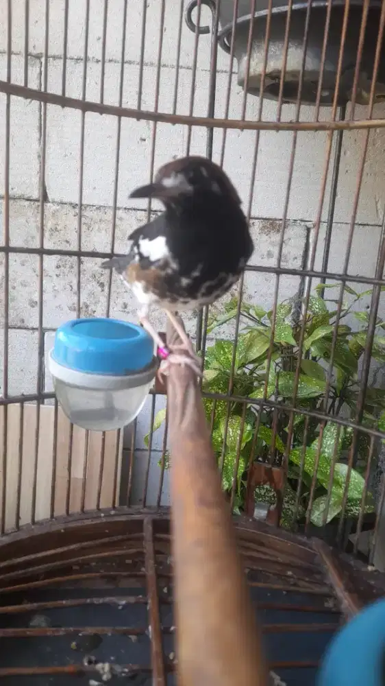 Anis Kembang Pastol Plongan Maju Ka Gacor