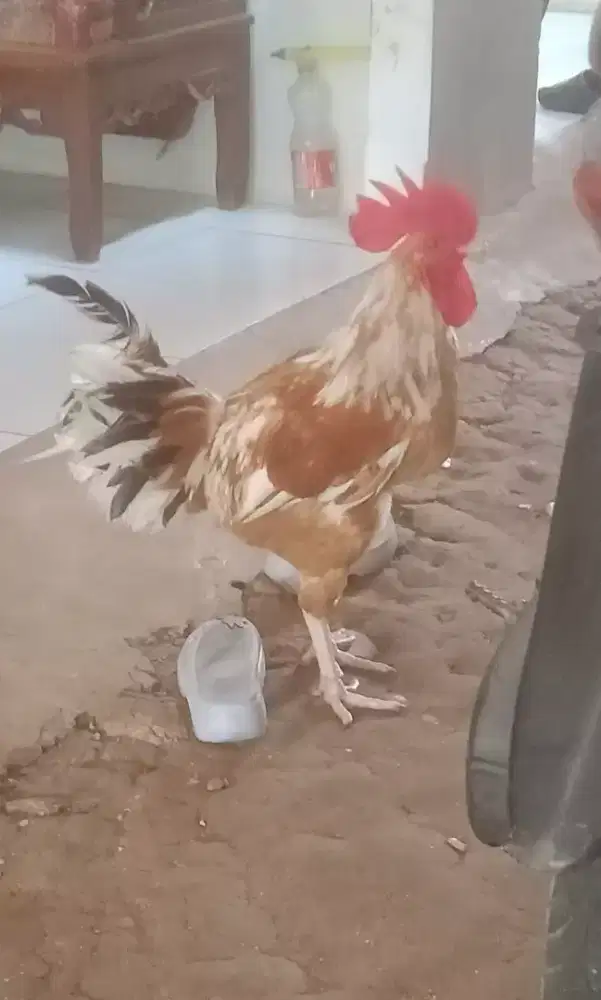 AYAM KAMPUNG ARAB