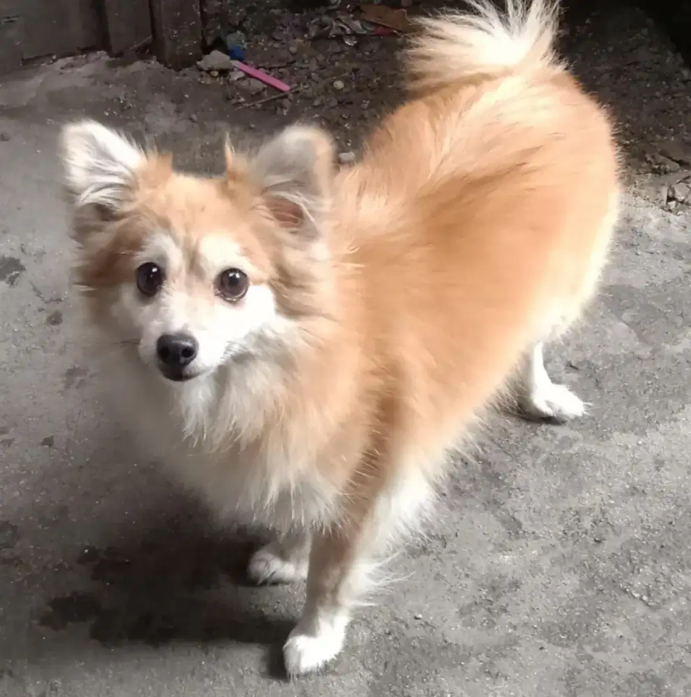 ANjing impor rumahan
