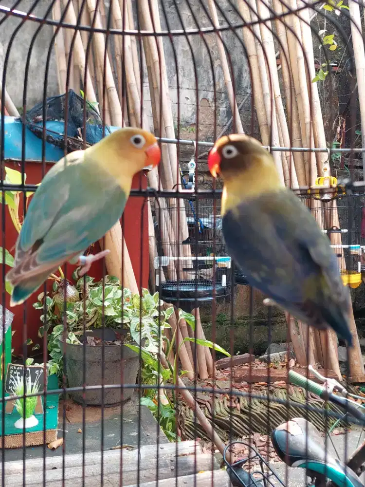 Lovebird PB sepasang murah