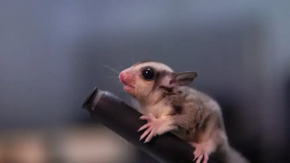 Sugar glider low mosaic