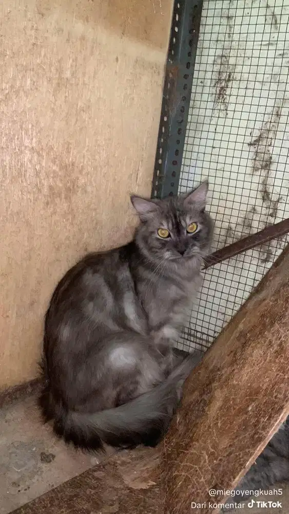 KUCING ANGGORAA
