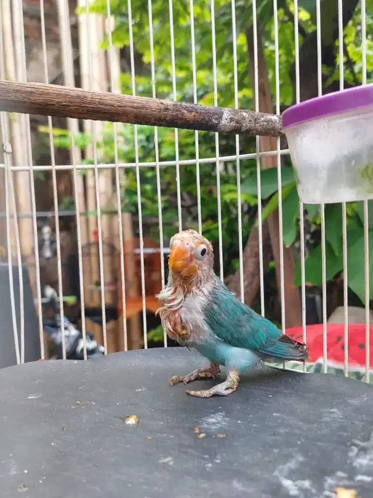 Lovebird balibu Cobal