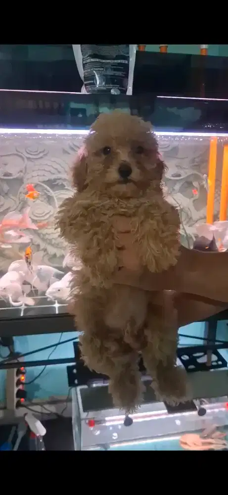 Poodle Jantan  2 bln