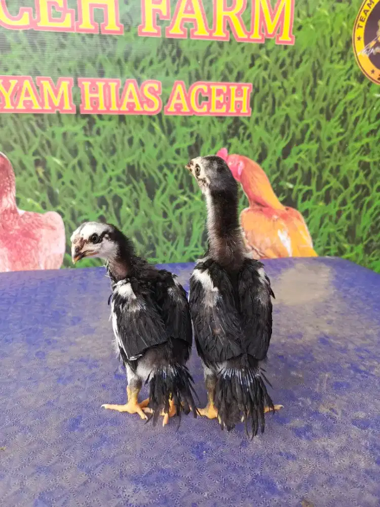 Ayam aseel parrot ori