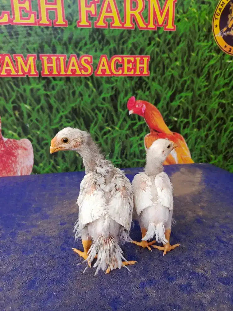Ayam aseel parrot ori
