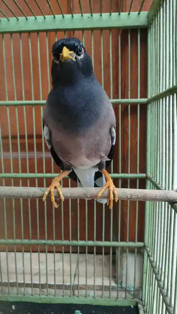 Jual cepat aja burung Jalak Nias body gede dan panjang