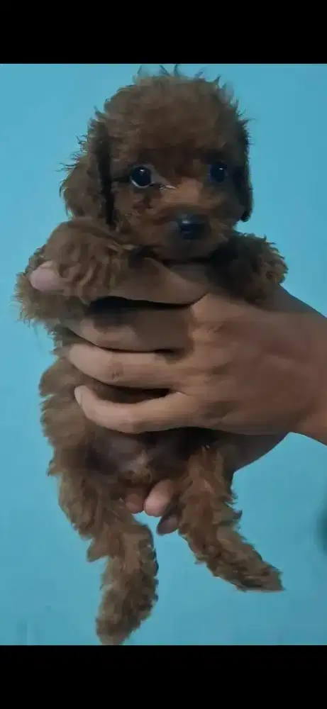 Poodle red, size tiny