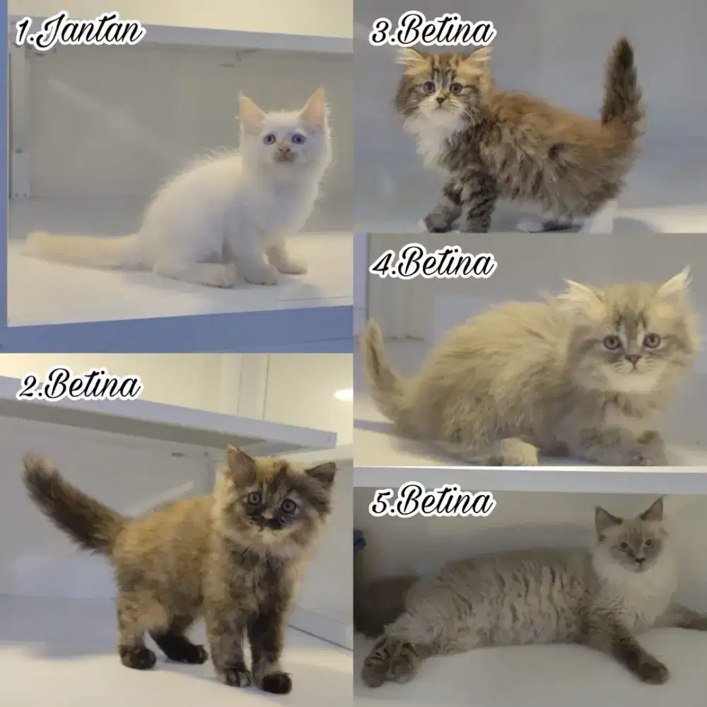 Kucing gemes sehat pintar harga murah