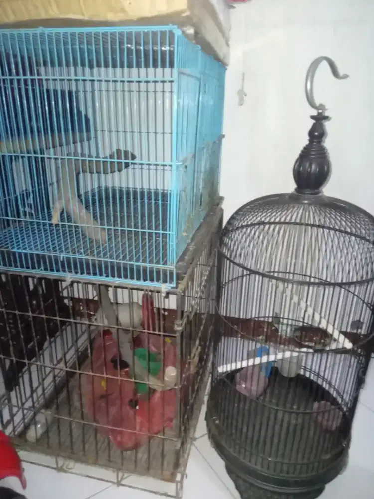 3 kandang ukuran besar