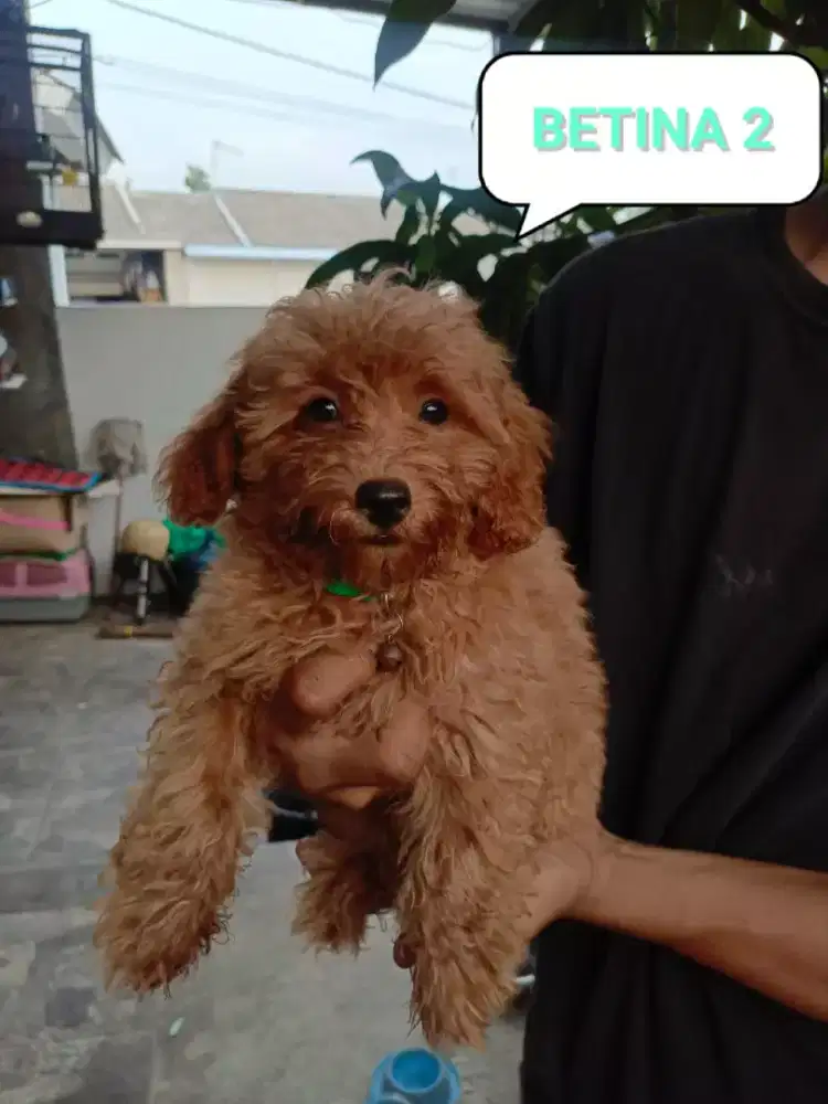 Poodle sehat dan lincah