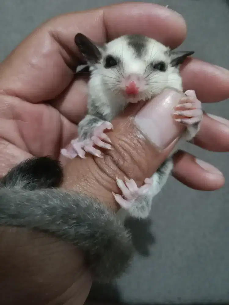 Joy Sugar glider white face