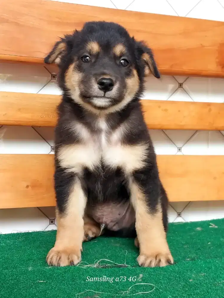 Anakan anjing ras mix