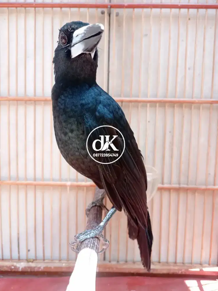 Jagal Papua Hitam
