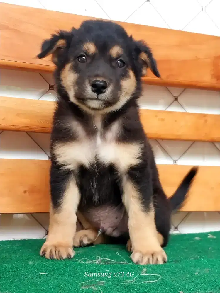 Anakan anjing ras mix