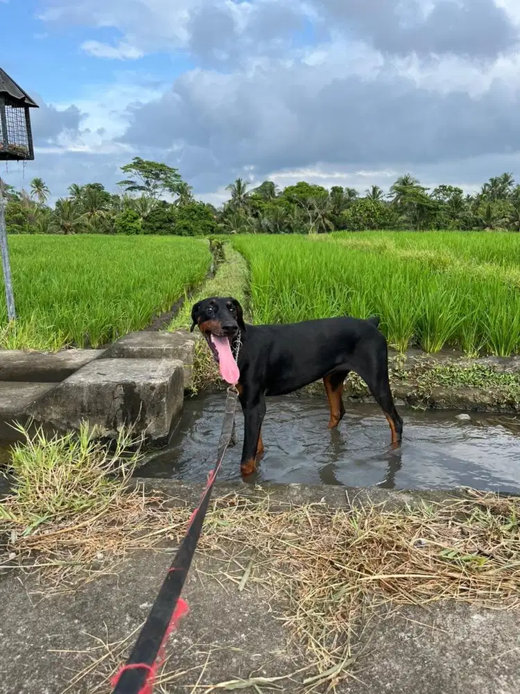 doberman betina 7 bulan istimewa
