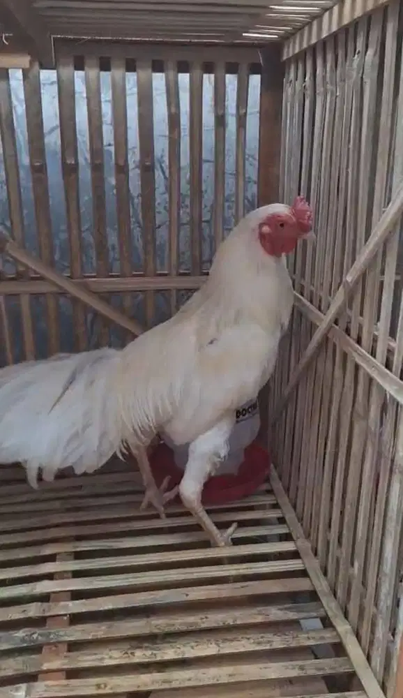 Ayam Jago Putih Mulus