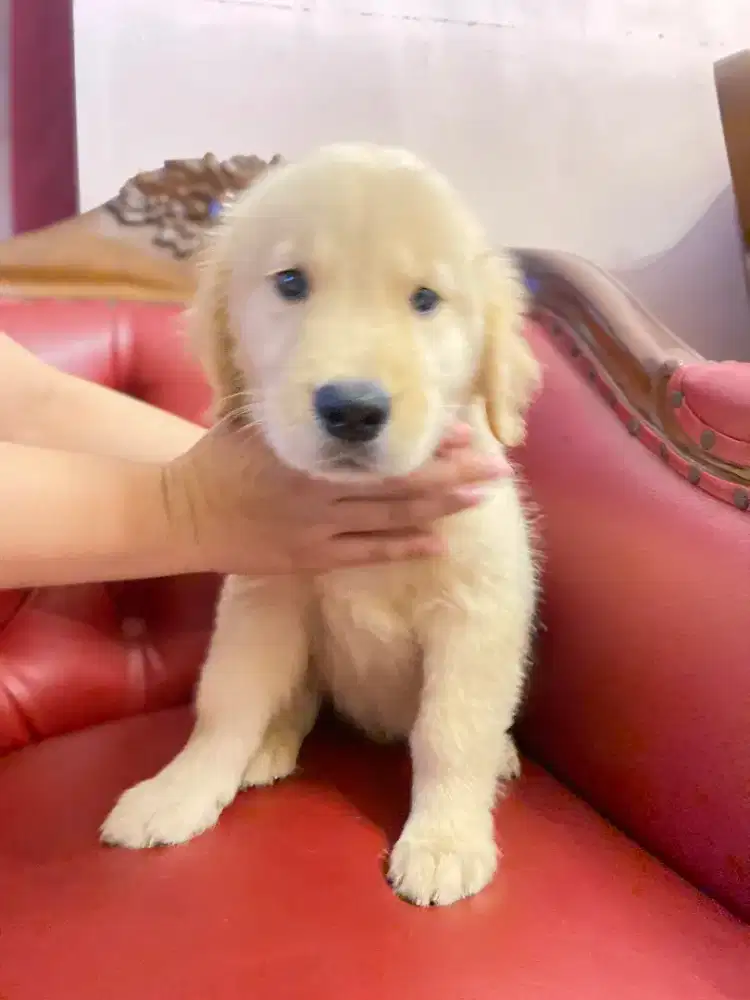 Anakan Anjing Golden