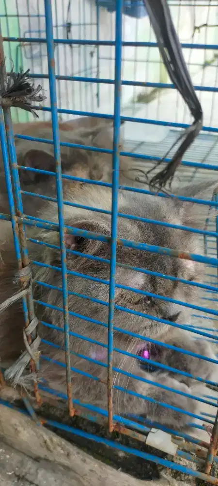 Lepas adopsi kucing Persia