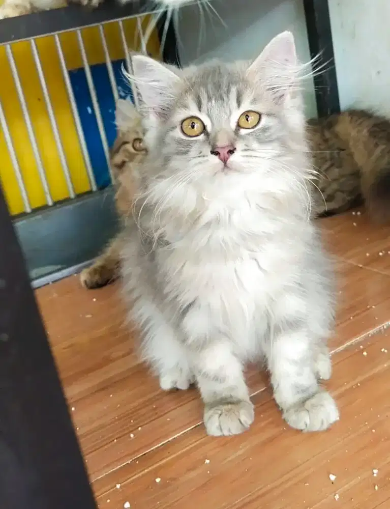 Kucing Persia Abu Silver