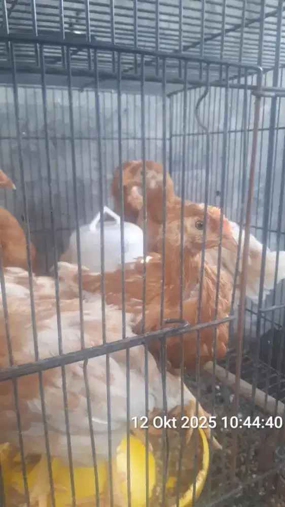 Ayam petelur usia 2bulan
