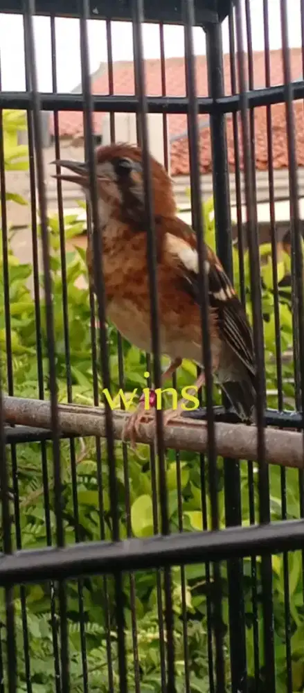 Trotolan Anis kembang wiksar/wikplong jaminan jantan dan bergaransi
