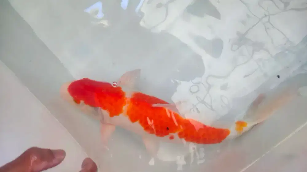 KOI KOHAKU HQ 45 up