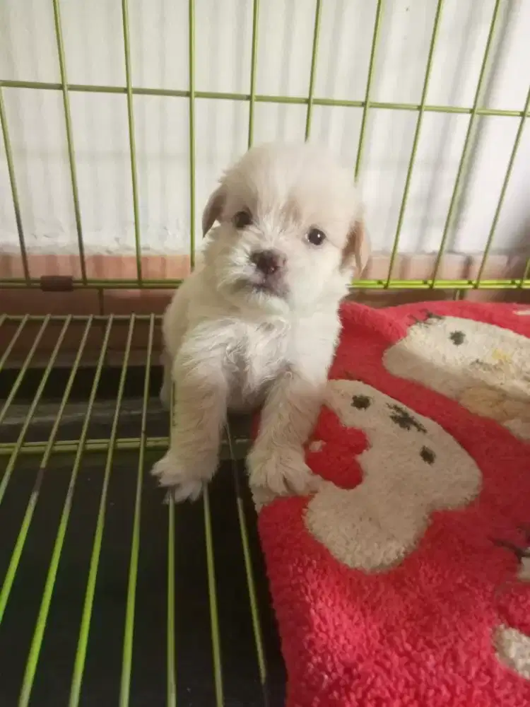 SHIHYZU MIX POM PUPPY