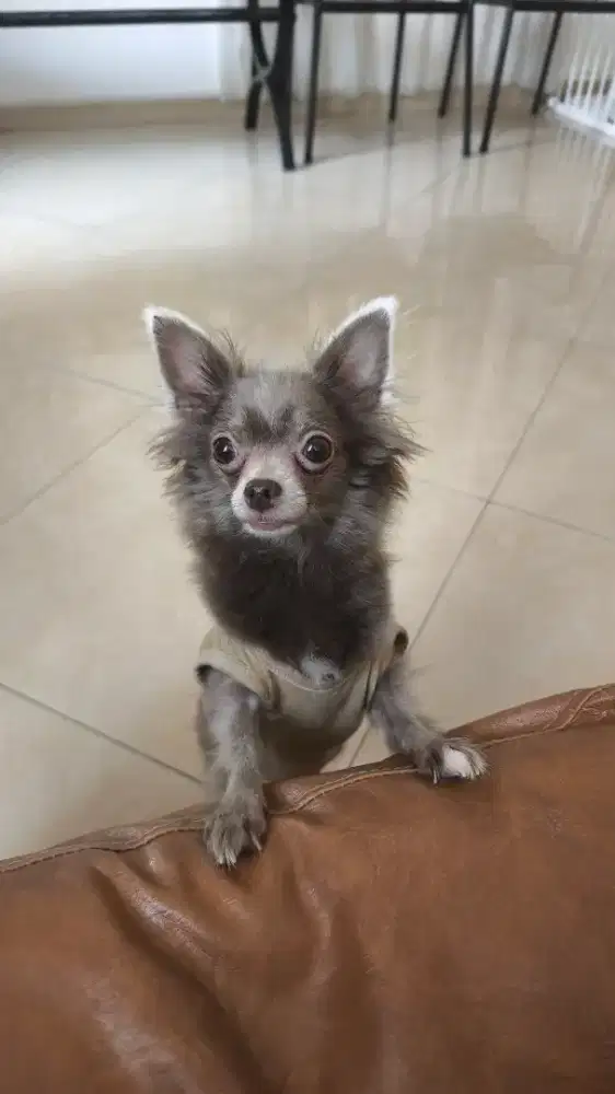 DICARI PRT WANITA (ada anjing dirumah)