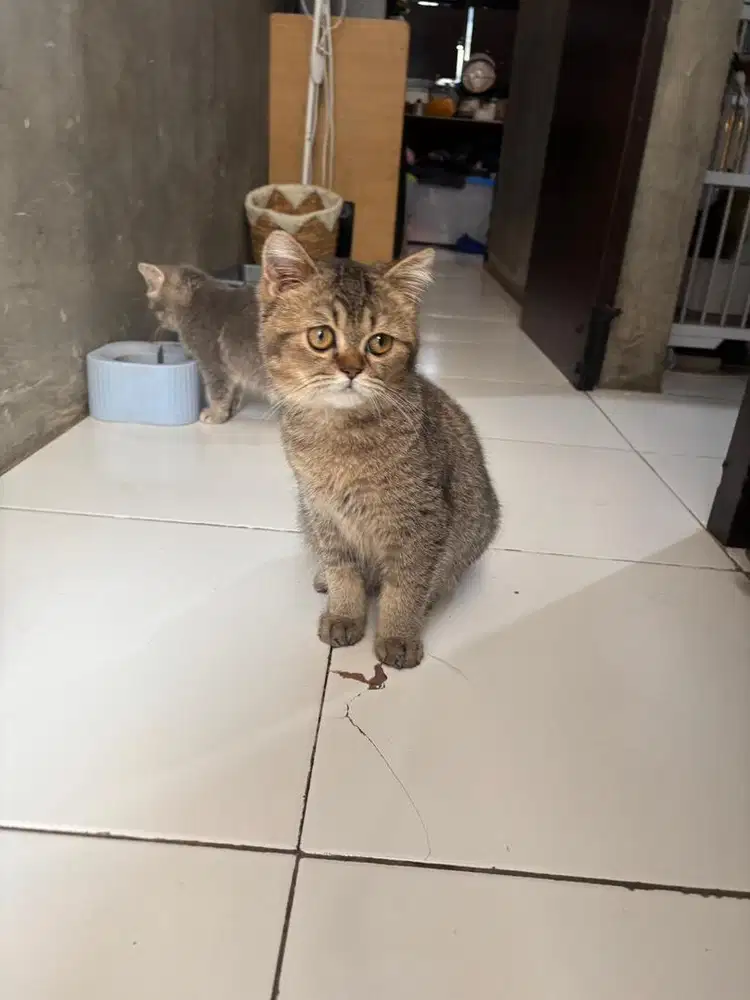 British Shorthair Golden Black Jantan