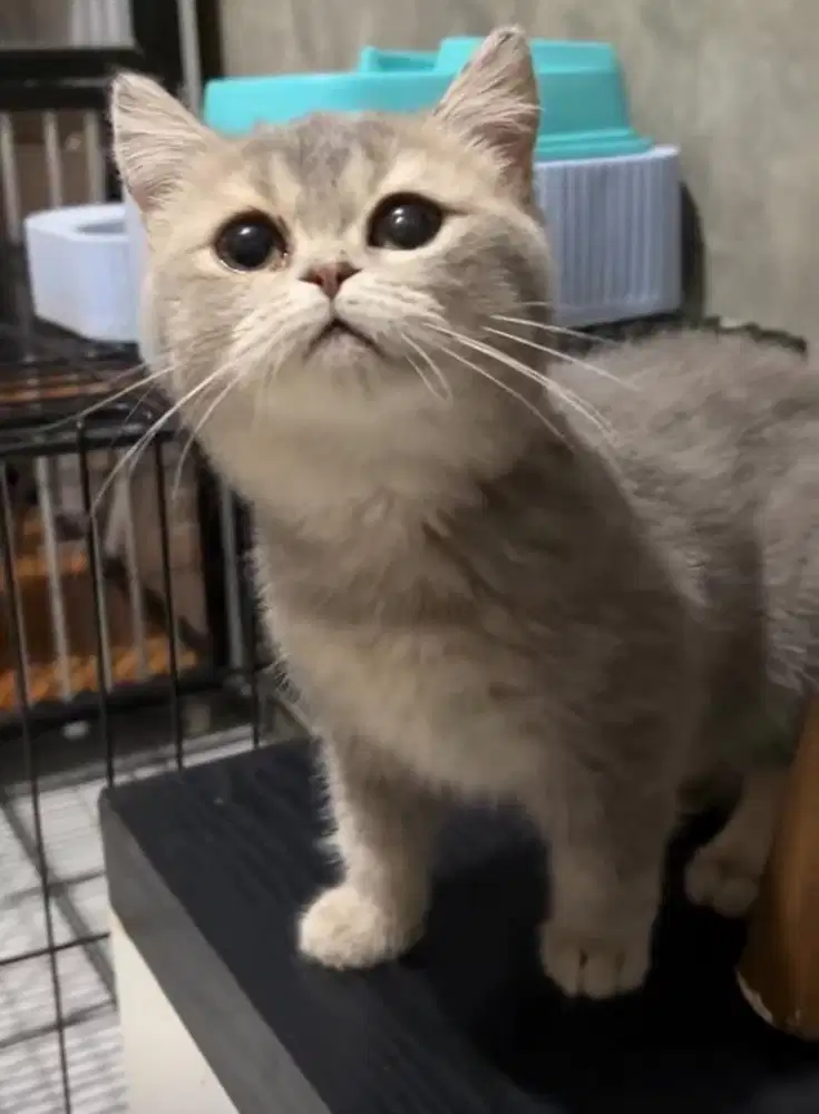 British Shorthair Blue Golden